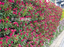 植物墻如何養(yǎng)護？