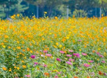 走進“園藝療法”，讓植物治愈你的心靈