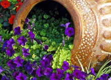 庭院小景有哪些？快來看這些！創(chuàng)意滿滿，定格植物之美