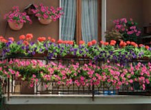 陽臺應如何建造規(guī)劃才對陽臺綠化有利？