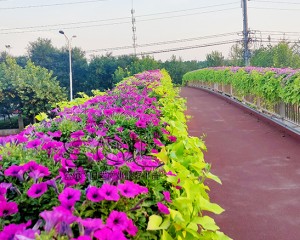 聊城東昌府人行天橋綠化