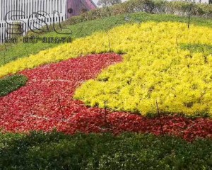溫州樂(lè)清邊坡綠化