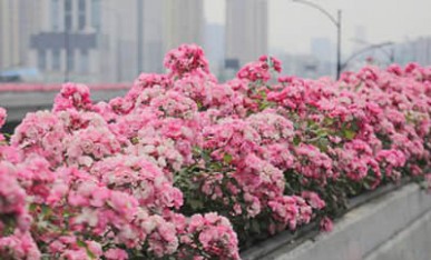 杭州高架橋綠化