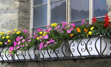 辦公大樓窗臺美化