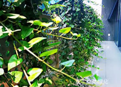 陽臺花園解決方案