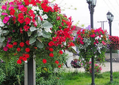 燈桿綠化解決方案