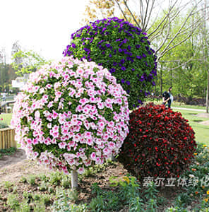 卡盆式景觀花球