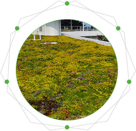 屋頂綠化的特點