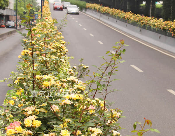 高架橋綠化解決方案簡(jiǎn)介2