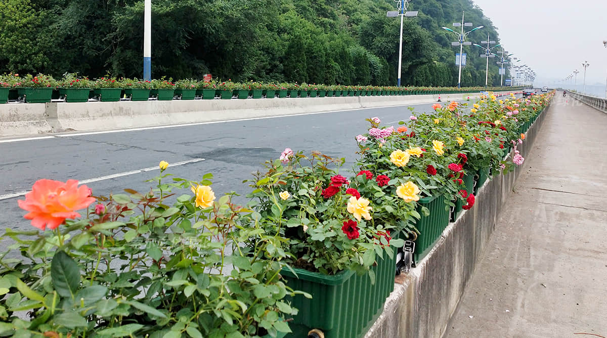 建德高架橋綠化工程項目