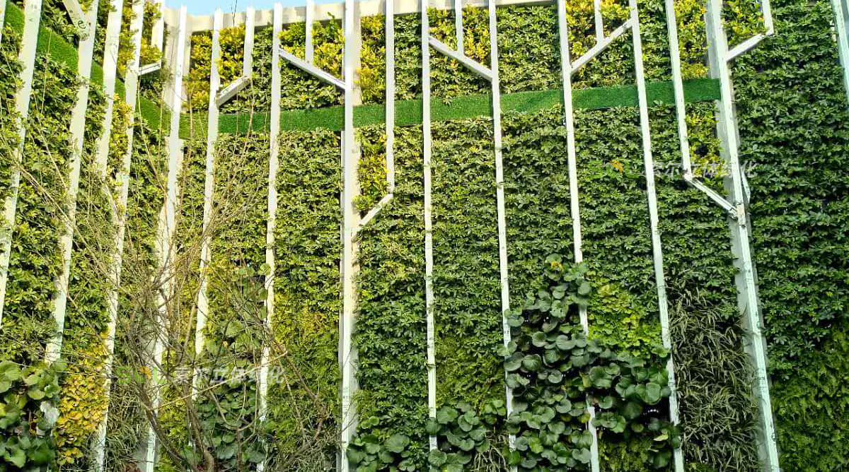杭州某公司屋頂植物墻工程案例