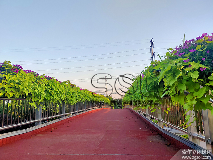 11 2020年8月山東聊城東昌府區湖南路人行天橋綠化 (1).jpg