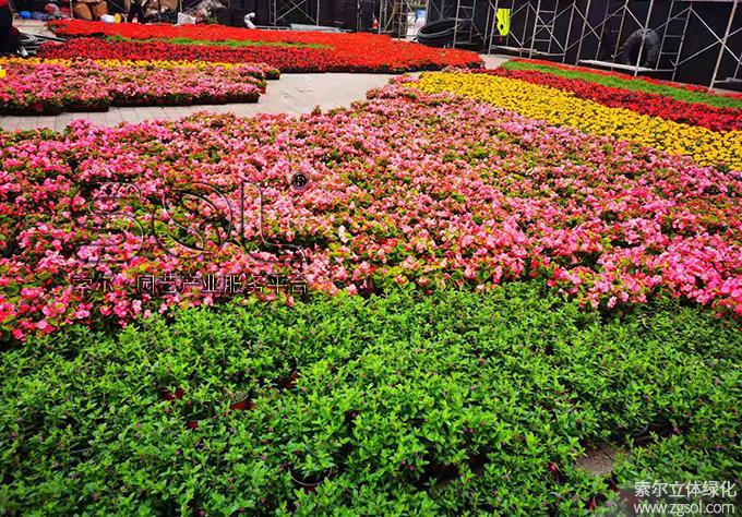 20山東青島膠州市民文化中心五一立體花壇“幸福花開”-(3).jpg